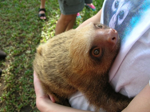 baby sloth.jpg